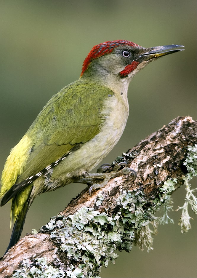 Oiseau pic-vert dans la nature dans le clôt de la marque S BORDEAUX
